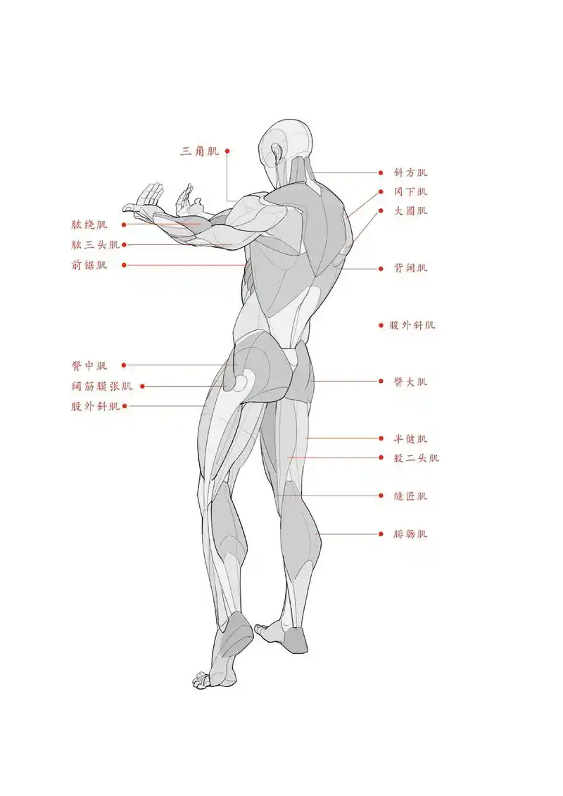 男性肌肉结构和女性肌肉结构画法～#速写 #绘画素材 #人体结 - 抖音