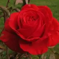 带好运的微信头像花朵【点击鼠标右键下载】