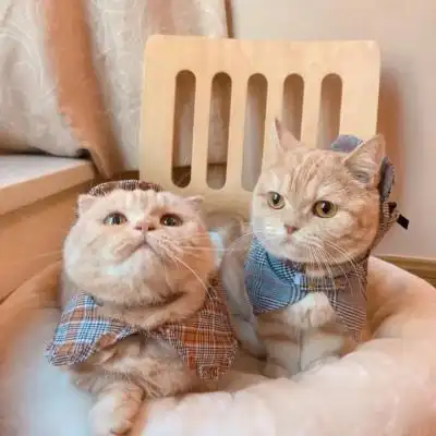 猫咪萌宠/可爱情侣头像一对两张2