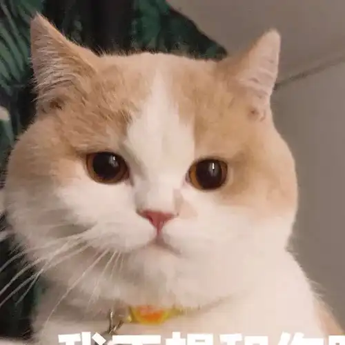 表情包:超可爱的萌宠猫咪动态静态表情包_时候_种类