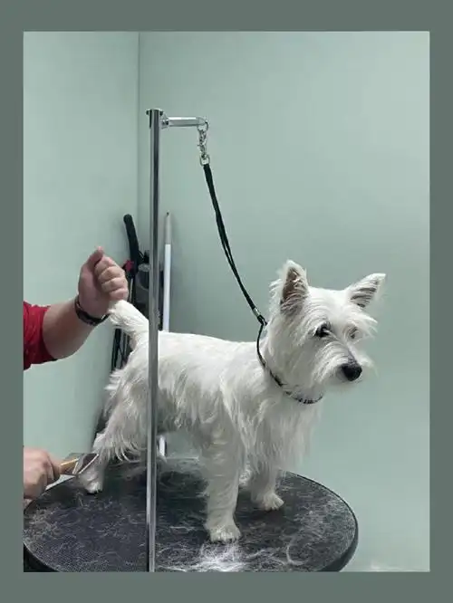 西高地feel的第五次拔毛