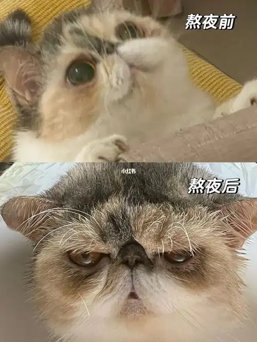 原来猫咪也有熬夜脸07