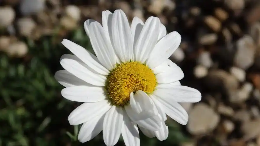 小雏菊ins高清电脑壁纸- 小雏菊动态壁纸,mac电脑壁纸下载,风景壁纸