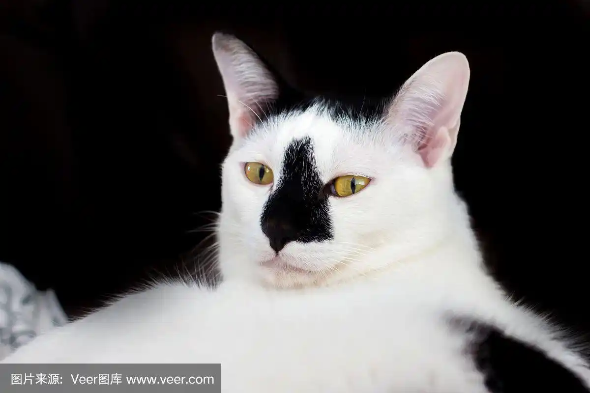 白色的猫,黑色的鼻子