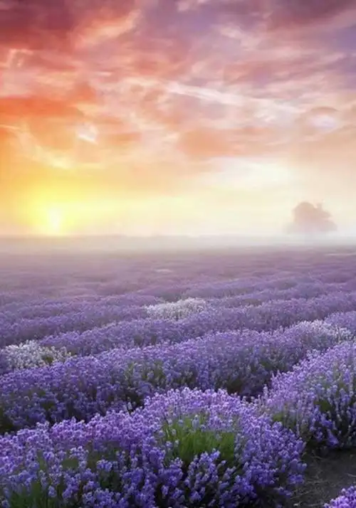 夕阳西下的薰衣草花海. 第一张华为时代(2014年——2017年)