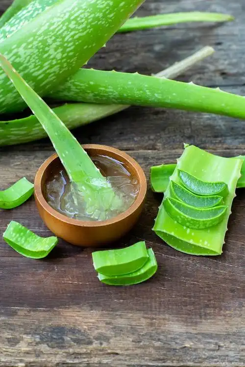 自己家种的芦荟怎么做面膜
