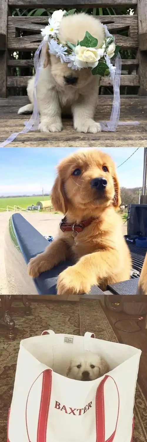 金毛小奶狗*^o^*