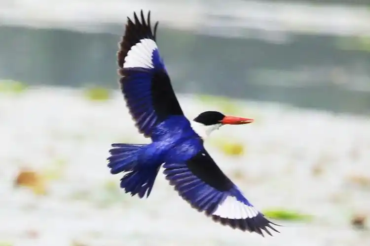 苍龙湖的蓝翡翠鸟