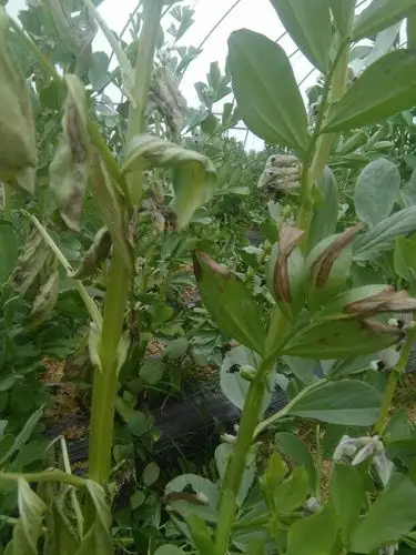 请老师看看这蚕豆叶子怎么这样