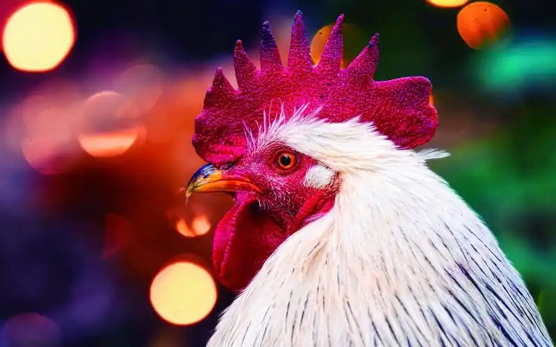 壁纸 公鸡,红冠 1920x1200 hd 高清壁纸, 图片, 照片