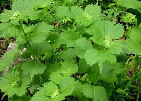 香茶菜又叫什么菜