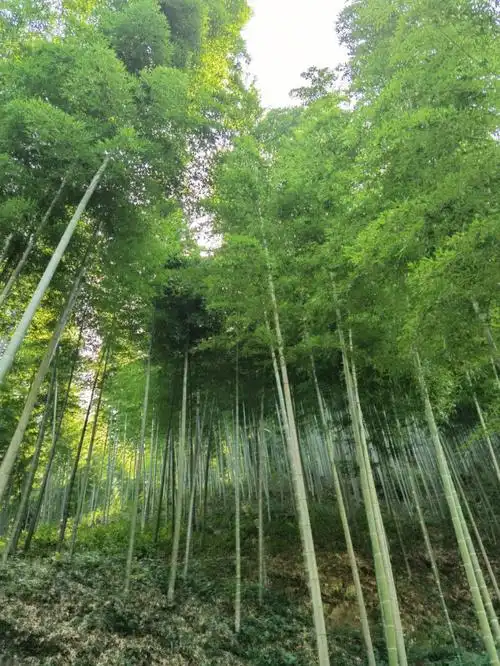 宜兴竹海游记