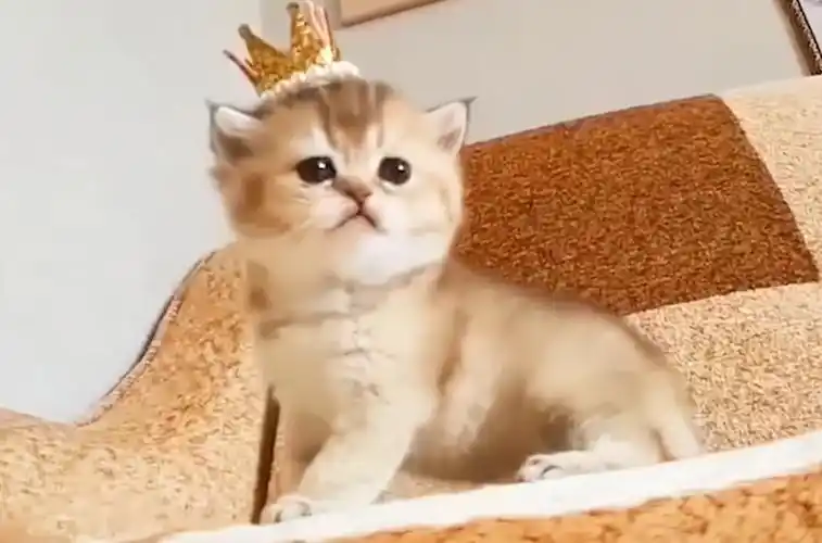 萌死人不要命的猫咪来了,简直不要太可爱了,治愈你的不开心!