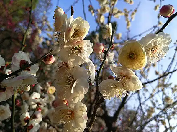 江苏,南京,中山陵,梅花山,梅园,梅花节,春节,游人,蓝天,花海,太阳,梅