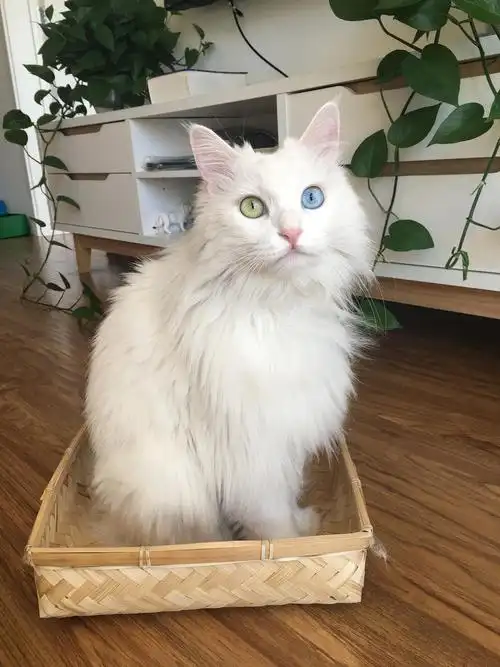 寻猫一只白色长毛波斯猫成年大猫鸳鸯眼于北京市朝阳区富盈家园走失