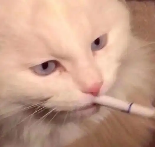 在网上随机抓取到的一些有趣头像#随机头像#//#微博喜剧现场