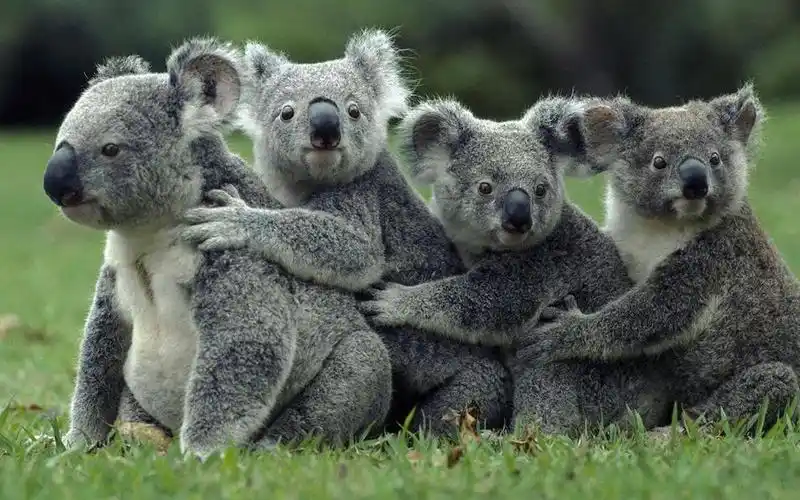 可爱呆萌的树袋熊考拉图片下载