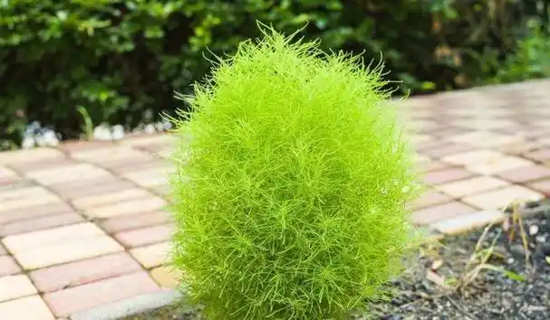 风滚草是一种名为俄罗斯刺沙蓬的草本植物,多生长于我国的西北沙漠和