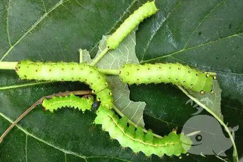 梦见绿色蚕宝宝,为了维持自己心血挣来的成果