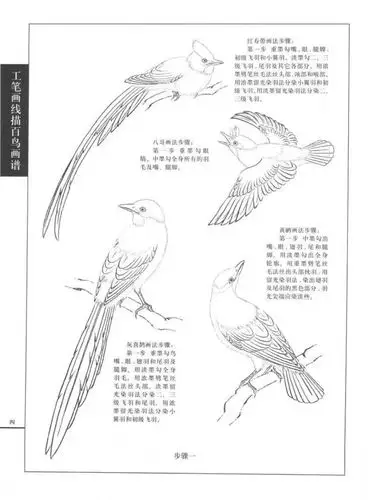 鸟的画法