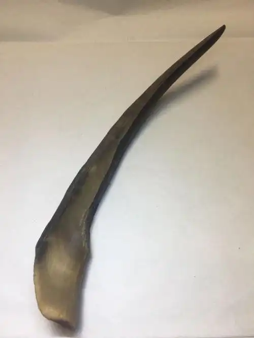 犀牛的角的真假鉴别和鉴别方法有哪些犀牛角