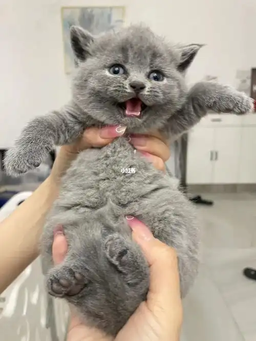 自家繁育蓝猫乳色英短出售