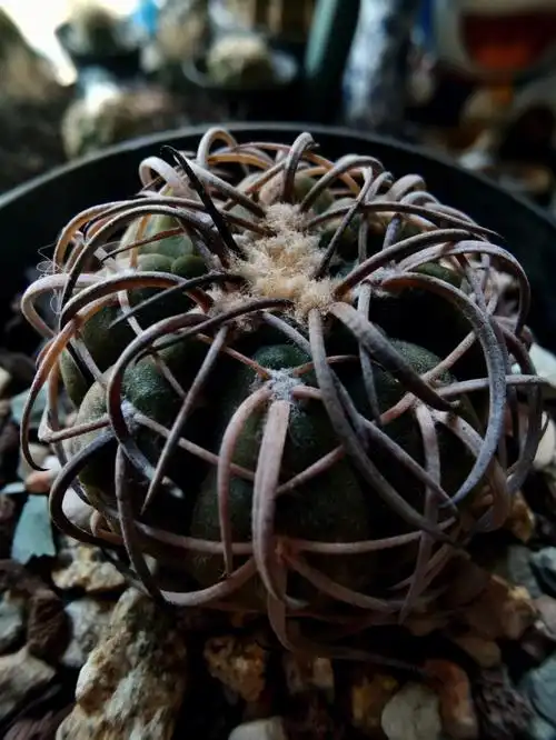 仙人球黑刺天平丸