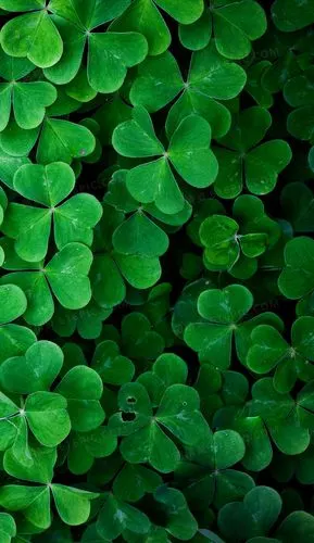 四叶草绿色h5背景