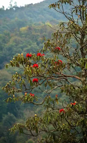 可惜大量的杜鹃树被当地群众砍伐,花海不复存在.