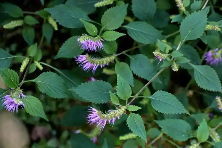 【香薷】唇形科,香薷属