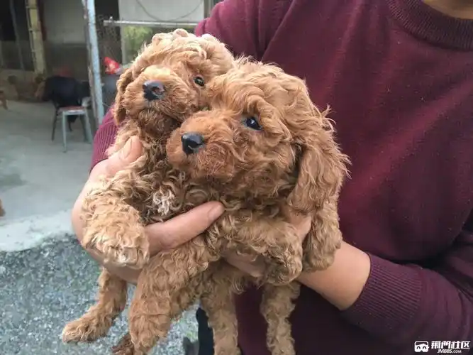 满月小泰迪300一条不议价