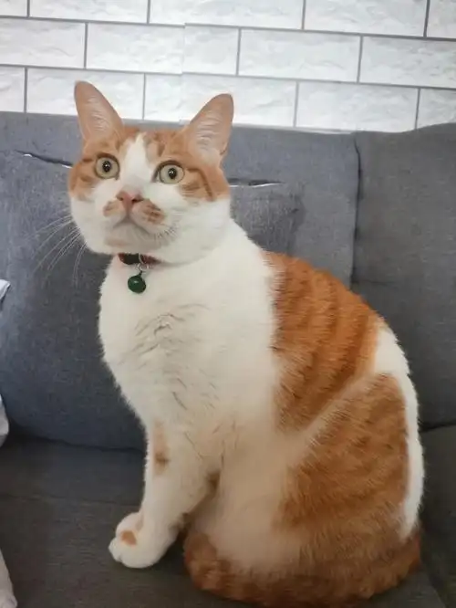 橘白土猫的早晨耳闻鸟鸣