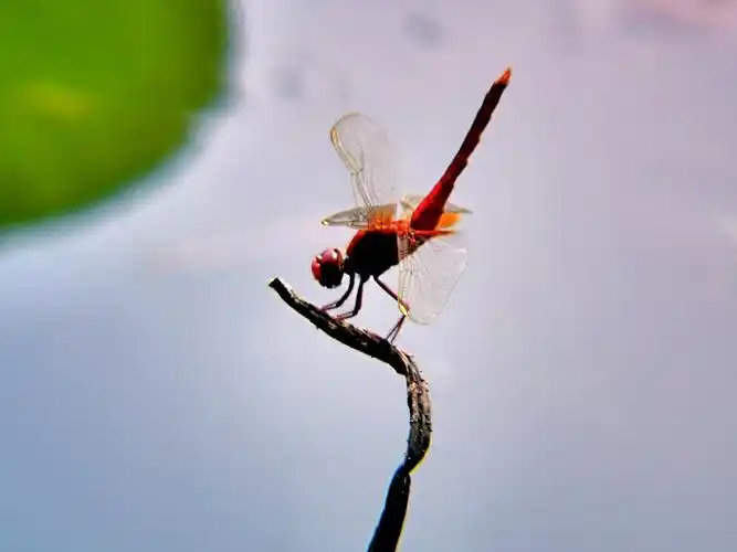 《蜻蜓世界》 摄影作者 孔令洁朵
