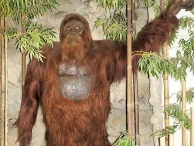 老汉深山采药遇野人浑身红毛似人非人野人莫非真的存在