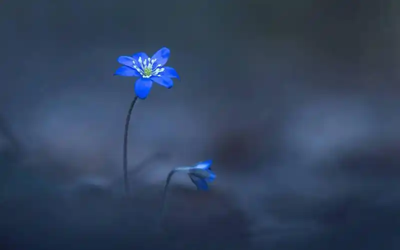 愿这个世界总有一朵花为你开放