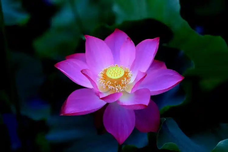 莲花台里如来笑