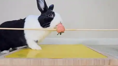 兔子呆萌表情配上草莓的诱惑,形成绝妙组合