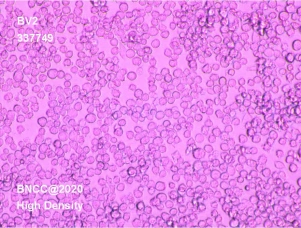 小鼠小胶质细胞