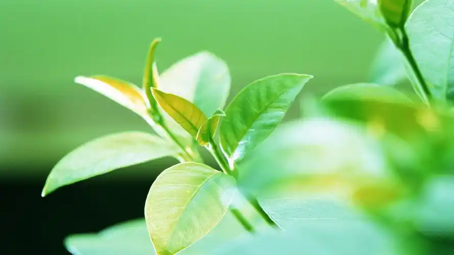 精选绿叶生机高清电脑桌面壁纸下载