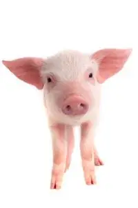 猪国内图片