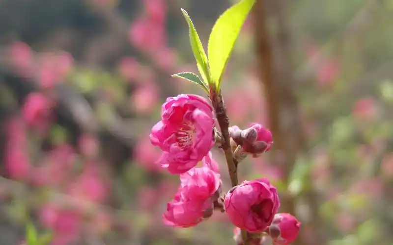春季清新淡雅唯美桃花特写图片桌面壁纸
