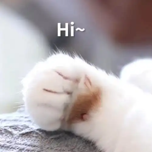 萌宠喵星人hi打招呼搞怪逗gif动图_动态图_表情包下载_soogif