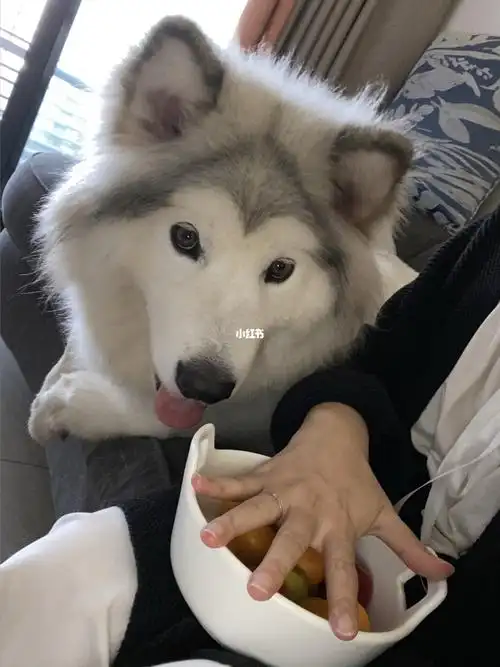 孕期养狗 婆婆被阿拉斯加征服