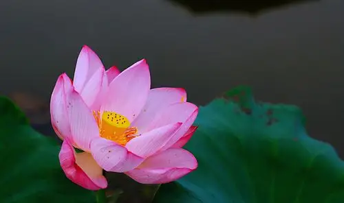 气温连续爬升.荷塘荷花悄悄绽放.找一处荷花盛开之地.