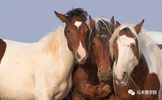 如何和马交朋友