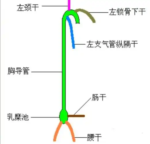 乳糜试验鉴别乳糜尿:一定得用乙醚?若购买乙醚困难不妨换这个方法