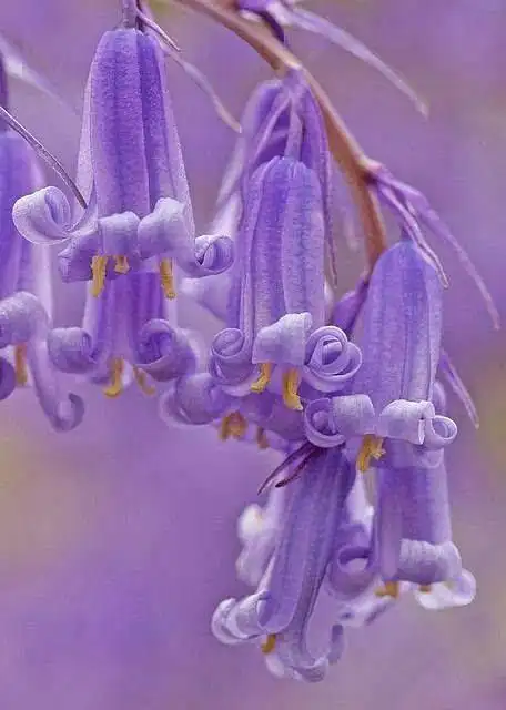 【百花集】一花一世界,收集全世界上最美的花