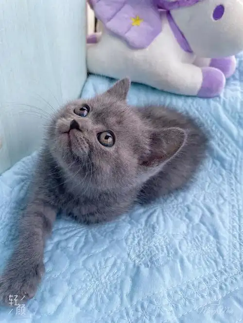 英短蓝猫弟弟500一只