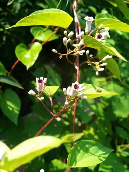 在农村有一种藤蔓,叫鸡屎藤,对风湿痹痛,消食化积有很大的作用