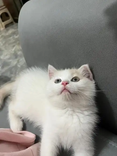 南宁出. 甜美英短净梵小奶猫